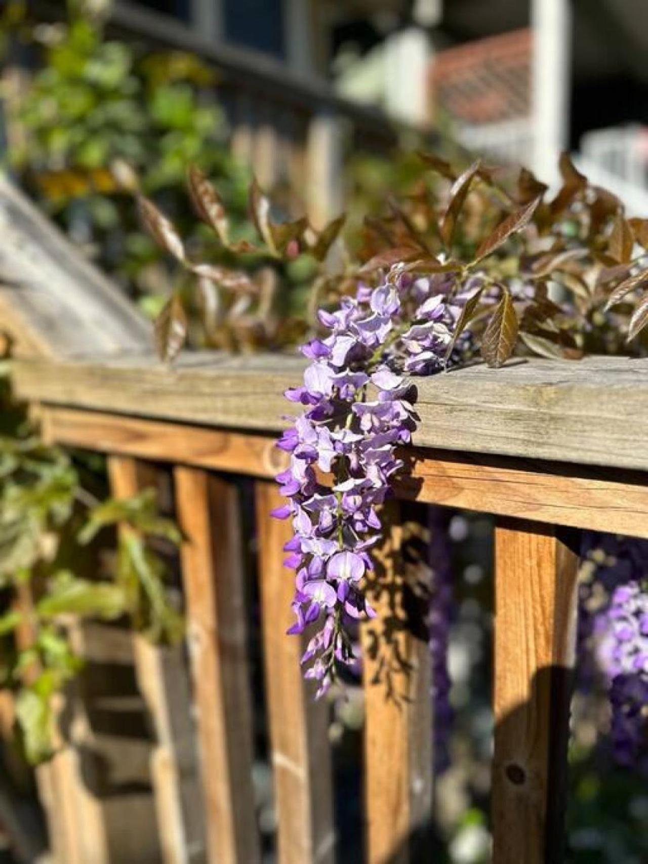 Apartment Vineyard Vibes On Happening Commercial Drive