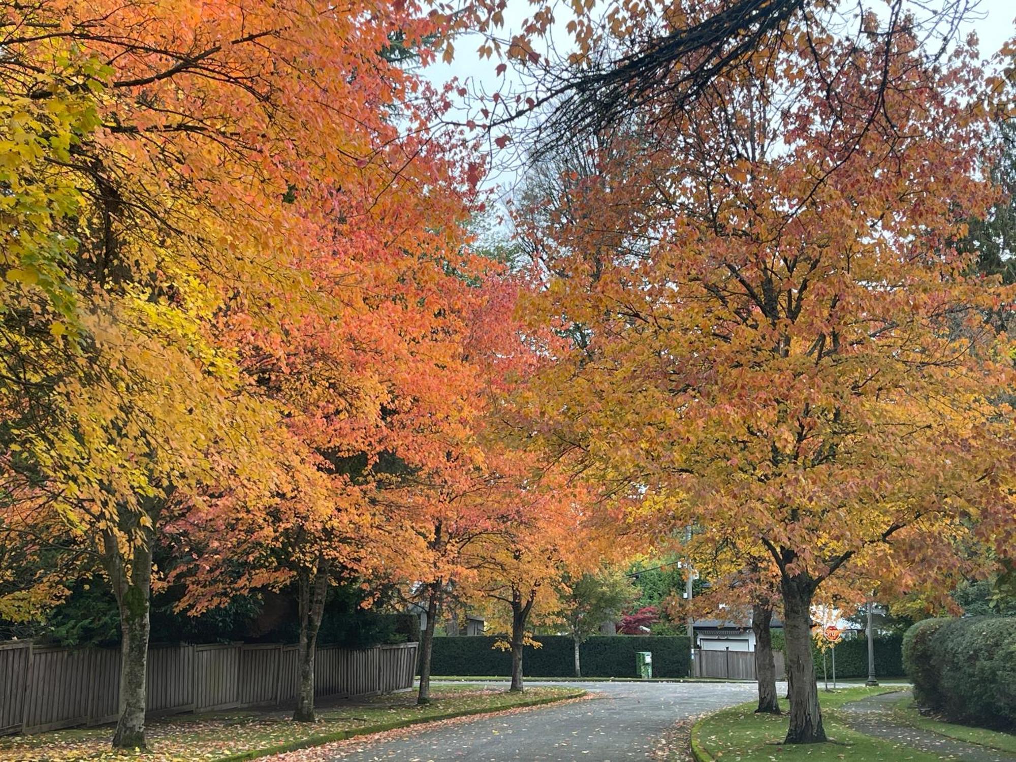 Campus Haven