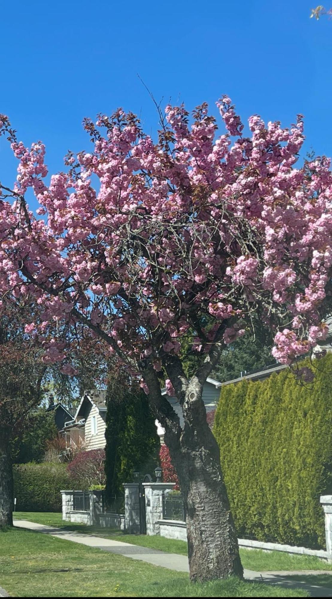 Campus Haven Privatunterkunft Vancouver